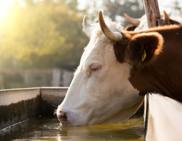 Descubre las 5 mejores razones para hacer un pozo de agua. Ahorra costos, garantiza un suministro constante y contribuye al medio ambiente. Conoce más con Hidrogeo Corp.